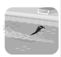 <strong>Match each image with the corresponding activity. -tomar el sol</strong> A) B) C) D) E)