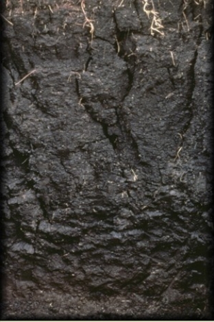 <strong>80)The clay-rich soil pictured below is a </strong> A)Oxisol. B)Spodosol. C)Vertisol. D)Gelisol.