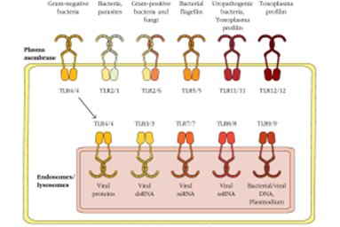 <strong>A number of strains of the bacteria Salmonella enterica contain flagella and can invade human cells.Based on Figure 4-6, which TLRs are most likely to be used to recognize such strains? </strong> A)TLR4 and TLR 3 B)TLR 4 and TLR 7 C)TLR 5 and TLR 9 D)Only TLR 5 E)Only TLR 7