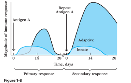 <strong>Examine Figure 1-8.Which cells are MOST likely responsible for the intense response to Antigen A following a second exposure? </strong> A)B cells B)T cells C)Memory T cells D)Memory B cells E)Both memory T cells and memory B cells are responsible.