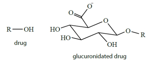 Drugs are often conjugated to glucuronic acid groups in biological systems. Explain why you would need to conjugate a drug to glucuronic acid and how glucuronides solve this problem.