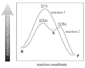 Consider the reaction free-energy diagram for two reactions that convert reactants (R) into products (P) and select the two correct statements.