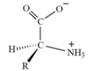 <strong>The configuration of all the naturally occurring <font face=symbol></font>-amino acids is as follows: All but one of the naturally occurring <font face=symbol></font>-amino acids have the S configuration at the asymmetric carbon. In the one amino acid that has the R configuration, the R group is </strong> A) group (a). B) group (b). C) group (c). D) group (d). E) None of these has the R configuration.