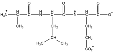 A tripeptide is shown below. (a) Give the sequence of the peptide as their three letter abbreviations and (b) as the single-letter abbreviations for the amino acids. (c) Explain how the peptide will change when you increase the pH to 13.
