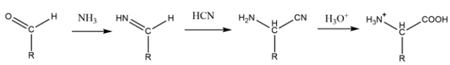 The Strecker synthesis starts with an aldehyde and reacts with ammonia to form an imine. Cyanide then adds to form an <font face=symbol></font>-amino nitrile. The nitrile is then hydrolyzed to give a carboxylic acid.    ​ The R group and hydrogen bonded to the alpha carbon on the amino acid must come from the aldehyde. So, the synthesis will be:   