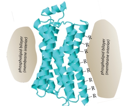 The figure shows a ribbon structure for the opioid receptor, a member of the G-protein coupled receptor family. This protein, as shown in the cartoon, is imbedded in the membrane so that the exterior of the protein is in contact with the membrane phospholipid bilayer.