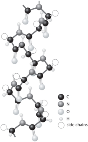 Shown is a model of the <font face=symbol></font>-helical conformation of a protein. Show any two of the many hydrogen bonds that are responsible for maintenance of the <font face=symbol></font>-helical conformation. In each hydrogen bond, identify the donor atom and the acceptor atom, then show the hydrogen bond itself with a line.