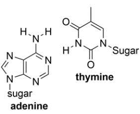 Shown below are the two types of base pairs in DNA, with the bases in the same relative alignments that they are in DNA. a. Show all the relevant hydrogen bonds with dotted lines and include the unshared pairs on the acceptor atoms, within each pair. b. Which base pair has the strongest intermolecular interaction and why?
