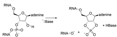 RNA can undergo spontaneous hydrolysis in basic solutions to form the cyclic compound below. Identify the phosphorus groups in both structures as either a phosphate monoester, phosphate diester, phosphate anhydride, or pyrophosphate monoester. Then propose a curved-arrow mechanism showing how the cyclic group can be formed.