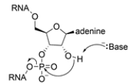 The starting material contains a phosphate diester, where the phosphorus is bonded to two alkoxy groups. The product is a cyclic diester, since the phosphorus is also bonded to two alkoxy groups. A plausible mechanism is:   