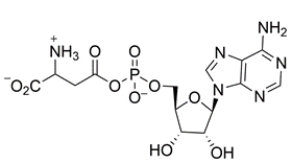 Since pyrophosphate is released, that means the remaining adenosine monophosphate in ATP must have reacted with the carboxylic acid side chain of aspartate. Thus, the unknown product must be the acyl phosphate.   