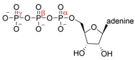 The structure of ATP is shown below. A nucleophile can react with which phosphorus atom?