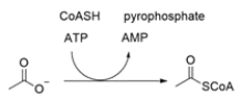 Acetyl-CoA is formed from treating acetate ion with ATP and coenzyme A (CoASH). Explain the role of ATP in this reaction.