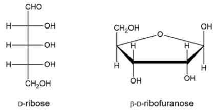 Ribose is cyclized to the hemiacetal <font face=symbol></font>-D-ribofuranose. Draw a curved-arrow mechanism to show the cyclization step.