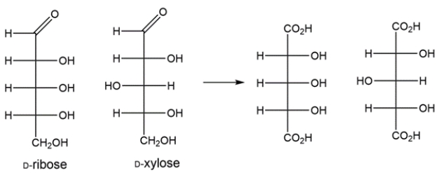 The Kiliani-Fischer synthesis adds a carbon to an aldopentose to generate the two aldohexoses. The aldopentose and aldohexoses can be oxidized to aldaric acids, where the top and bottom carbons of the Fischer projections are both carboxylic acids. The aldopentose gives an optically inactive aldaric acid, so it must have been either D-ribose or D-xylose, since both aldaric acids formed from these have a plane of symmetry bisecting carbon 3.    ​ The two aldohexoses formed from the Kiliani-Fischer synthesis of ribose would be D-allose and D-altrose.    ​ The aldaric acid made from D-allose would be optically inactive, while the aldaric acid made from D-altrose would be optically active. This matches the data given. Let's look at the other possibility. The two aldohexoses made from the Kiliani-Fischer synthesis of xylose would be D-gulose and D-idose.    ​ The aldaric acids made from gulose and idose will both be optically active, which doesn't match the data given, so we can conclusively identify the aldopentose as D-ribose. Aldohexose A is D-allose and aldohexose B is D-altrose.