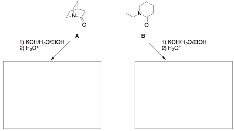 When these two amides undergo hydrolysis under identical reaction conditions, it is found that amide A reacts significantly faster (>1000 times) than does amide B. a. Draw the structure of each hydrolysis product in the appropriate box. b. Using concepts developed in this course, and using structures and reaction coordinate diagrams, explain the above indicated difference in the hydrolysis rates. (Assume the ring strains in amides A and B are essentially equal, and the tetrahedral intermediates (TIs) for both reactions are of about equal energy.)