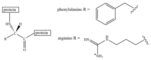 <strong>An arginine residue and a phenylalanine residue are located close to each other in a protein structure. Select the most favorable interaction(s) of arginine and phenylalanine.</strong> A) offset stacking B) edge-to-face interaction C) pi-cation interaction