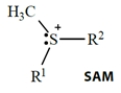 <strong>Select the one true statement about biological reactions involving S-adenosylmethionine (SAM). </strong> A) The sulfur acts as a nucleophile. B) The sulfur acts as a nucleophile in scavenging unwanted epoxides. C) The sulfur (with its two attached groups) acts as a leaving group. D) The R<sup>1</sup> and R<sup>2</sup> groups attached to the sulfur act as electrophiles. E) The methyl group attached to sulfur acts as a nucleophile.