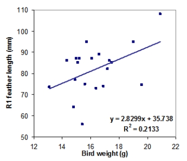 <strong>Tail-feather length in birds is sometimes a sexually dimorphic trait. That is, the trait differs substantially for males and for females. Researchers studied the relationship between tail-feather length (measuring the R1 central tail feather) and weight in a sample of 20 male long-tailed finches raised in an aviary. The data are represented in the following scatterplot, along with the least-squares regression line equation and the square of the correlation coefficient (R<sup>2</sup>). What is the value of the slope for the male regression line?</strong> A)2.8299 g/mm B)2.8299 mm/g C)35.738 mm/g D)35.738 g/mm