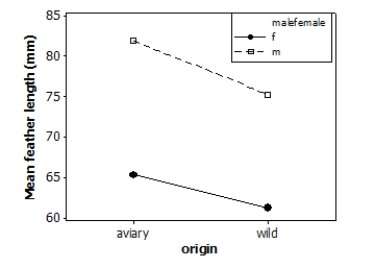 <strong>Tail-feather length in birds is sometimes a sexually dimorphic trait. That is, the trait differs substantially for males and for females. Researchers measured tail-feather length (the R1 central tail feather, in mm) in male and female long-tailed finches either raised in an aviary or caught in the wild. This observational study does not have a balanced design, particularly because finches caught in the wild were more difficult to obtain. A total of 52 finches were studied. A partial ANOVA table is provided below, along with an interaction plot displaying the group means. \begin{array}{l} \begin{array} { l r r r } \text { Factor } & \text { Type } & \text { Levels } & \text { Values } \\ \text { Malefemale } & \text { fixed } & 2 & \text { f, m } \\ \text { Origin } & \text { fixed } & 2 & \text { aviary, wild } \end{array}\\ \\ \text { Analysis of Variance for feather length }\\ \\ \begin{array} { l r r r r r } \text { Source } & \text { DF } & \text { SS } & \text { MS } & \text { F } & \text { P } \\ \text { malefemale } & 1 & 2015.5 & 2015.5 & & \\ \text { origin } & 1 & 251.7 & 251.7 & & \\ \text { interaction } & 1 & 15.6 & 15.6 & & \\ \text { Error } & 48 & 4076.9 & 84.9 & & \end{array} \end{array} S = 9.21600 R-Sq = 47.32% R-Sq(adj) = 44.03% What is the F statistic for the main effect due to the birds' sex?</strong> A)84.9 B)23.7 C)3.0 D)0.2
