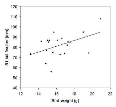 <strong>Tail-feather length in birds is sometimes a sexually dimorphic trait; that is, the trait differs substantially for males and for females of the same species. Researchers studied the relationship between tail-feather length (measuring the R1 central tail feather) and weight in a sample of 20 male long-tailed finches raised in an aviary. The data are displayed in the scatterplot below, followed with software output about the least-squares regression model of feather length as a function of weight. We want to test the hypotheses H<sub>0</sub>: β = 0 versus H<sub>a</sub>: β > 0, where β is the true value of the population slope. What is the P-value for this test?</strong> A)Less than 0.01 B)Between 0.01 and 0.05 C)Between 0.05 and 0.10 D)Greater than 0.10