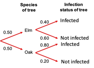 <strong>Consider a study in which trees of two species (elm and oak) were assayed to determine what the probabilities are of being infected with a disease. The probabilities that resulted are shown in the probability tree. Which of the columns in the data table below accurately represents the probability values in the probability tree? </strong> A) Plot A B) Plot B C) Plot C D) Plot D