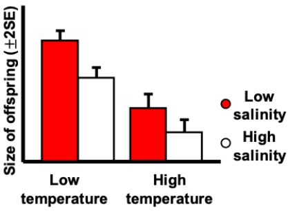 <strong>Consider the figure shown indicating the results on an experiment growing a marine invertebrate in four different environments based on values of two factors. Two different temperatures and two different salinities were used. Which of the following is correct? </strong> A) The effect of low versus high temperature depends on the salinity. B) The effect of low versus high salinity depends on the temperature. C) There is no interaction. D) The two factors interact with one another.