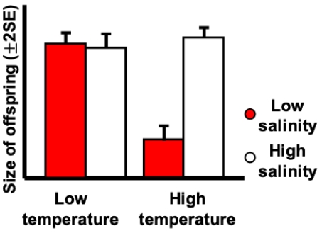 <strong>Consider the figure shown indicating the results on an experiment growing a marine invertebrate in four different environments based on values of two factors. Two different temperatures and two different salinities were used. Which of the following is incorrect? </strong> A) The effect of low versus high temperature depends on the salinity. B) The effect of low versus high salinity depends on the temperature. C) There is no interaction. D) The two factors interact with one another.