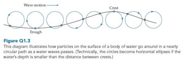 <strong>As one approaches the bottom of a body of water, the circles shown in figure Q1.3 for water waves moving along the water's surface become increasingly vertically flattened ellipses. This means that the waves near the body's bottom are more (A) transverse or (B) longitudinal than those near the surface? </strong> A) Transverse B) Longitudinal