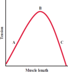 <strong>Select the correct explanation of the length-tension relation in muscle based on the figure. </strong> A) Point A is the interaction where the crossbridges between the actin and myosin myofilaments within the sarcomere are at their maximum. B) Point B is the interaction where the crossbridges between the actin and myosin myofilaments within the sarcomere are at their maximum. C) Point C is the interaction where the crossbridges between the actin and myosin myofilaments within the sarcomere are at their maximum. D) Points A and C have the greatest amount of tension. E) Points B and C have the greatest amount of tension.