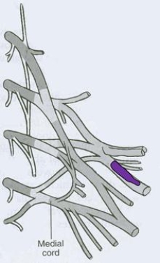 <strong>What is the CORRECT title of the highlighted peripheral nerve? </strong> A) Pectoral nerve B) Dorsal scapular nerve C) Axillary nerve D) Radial nerve E) Suprascapular nerve