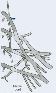 <strong>What is the CORRECT title of the highlighted peripheral nerve? </strong> A) Pectoral nerve B) Posterior scapular nerve C) Axillary nerve D) Radial nerve E) Suprascapular nerve