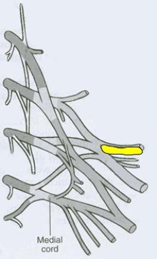 <strong>What is the CORRECT title of the highlighted peripheral nerve? </strong> A) Pectoral nerve B) Dorsal scapular nerve C) Axillary nerve D) Musculocutaneous nerve E) Suprascapular nerve