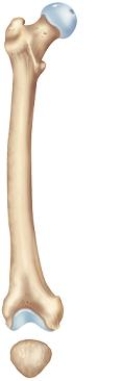 <strong>What is the significance of the femur's cylindrical shaft that bows forward and outward? </strong> A) It accommodates the stresses placed on the femur during bending of the hip and knee and during weight bearing. B) It accommodates the large muscle mass of the hamstring and quadriceps muscle groups. C) It provides leverage to the longest bone of the body during gait patterns. D) It provides a common insertion point for the pes anserinus muscle group. E) It provides a common fascial attachment for the quadriceps muscle group.