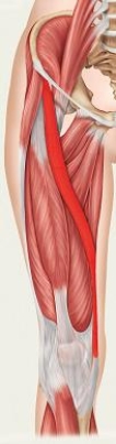 <strong>What action does the highlighted muscle perform? </strong> A) Adduction of the thigh and flexes and medially rotates the leg at the knee joint B) Adduction of the thigh and outwardly rotates the thigh C) Externally rotates the femur and unlocks the knee for flexion to occur D) Flexes the thigh at the hip joint, abducts and outwardly rotates the thigh at the hip joint E) Extends the knee and assists with inwardly rotating the thigh at the hip joint.