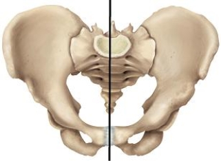 <strong>Please draw a line in the correct location that separates the false and true pelvic areas.</strong> A) B) C) D) E)