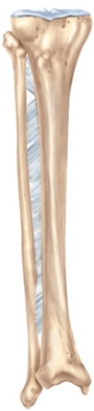 <strong>Why is the lower third of this bone the most common site for fractures of the leg? </strong> A) It is does not have any muscular coverage and is vulnerable to outside trauma. B) It is the most pronounced change in structure, producing an anatomical weakness. C) It is common insertion point for the lower leg muscles predisposing it to stress fractures. D) It is a common point of origin for the lower leg muscles predisposing it to stress fractures. E) It is where the interosseous membrane is the weakest.