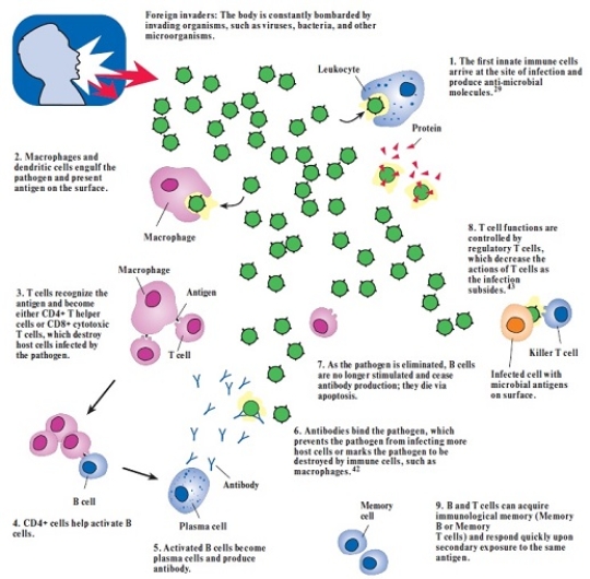 <strong>What human physiological response is illustrated? </strong> A) The reproducing virus in the human body B) The attack of the HIV virus in the human body C) The immune system response in the human body D) The attack of the HBV virus in the human body E) The attack of the HCV virus in the human body