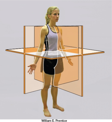 <strong>What is the plane observed in this diagram? </strong> A) Coronal plane B) Frontal plane C) Sagittal plane D) Transverse plane E) Diagonal plane