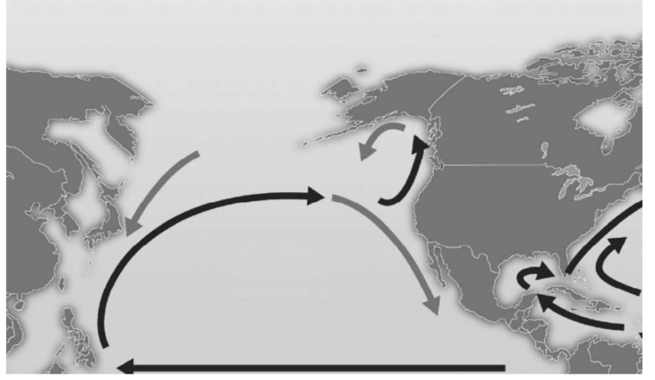 <strong> This figure illustrates which phenomenon of ocean currents?</strong> A) Coriolis effect B) albedo C) gyres D) None of these are correct