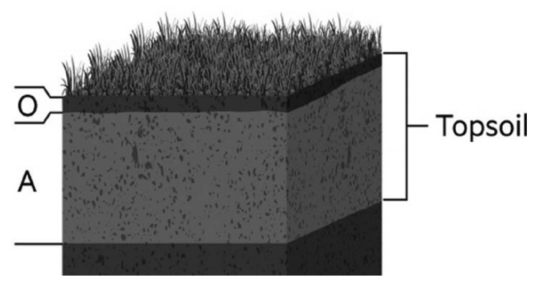 <strong>? In this image of soil, O and A refer to ________, and all the layers of soil together constitute ________.</strong> A) horizons; a profile B) profiles; horizons C) biotic factors; horizons D) organic matter; a profile