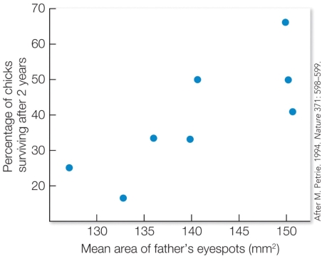 <strong>Refer to the figure. Marion Petrie derived a number of predictions regarding the role of a male peacock's eyespots. Which prediction does this data most directly support?</strong> A) Males should differ genetically in ways related to their survival chances. B) Male behavior and ornamentation should provide accurate information on the survival value of the males' genes. C) Females should use this information to select mates. D) The offspring of the chosen males should benefit from their mother's mate choice.