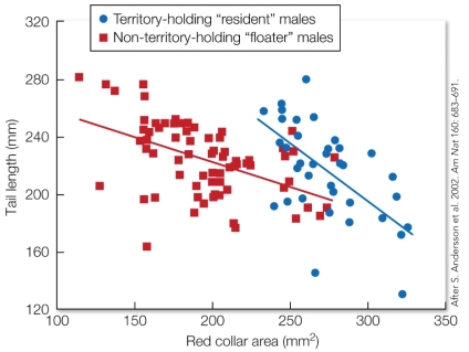 <strong>Refer to the figure. These findings about the male red-collared widowbird's tail length and red collar show that</strong> A) a male's red collar area and tail length are unrelated. B) resident males have a longer tail but a smaller red collar area than floater males. C) males with a larger red collar area also have a shorter tail length. D) as a male's tail length increases, his red collar area also increases.