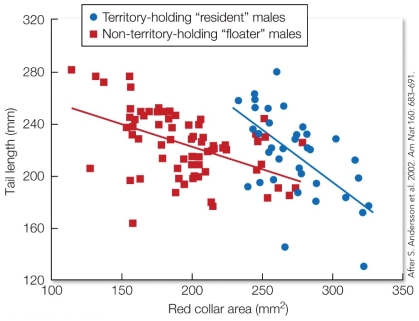 <strong>Refer to the figure. Based on these findings, the male red-collared widowbird's tail length and red collar are</strong> A) deceitful signals because they incur a cost to the receiver. B) honest signals because males are incapable of cheating the system by investing in both traits. C) badges of status because they indicate the male's dominance status. D) redundant signals because they increase robustness of the same information.