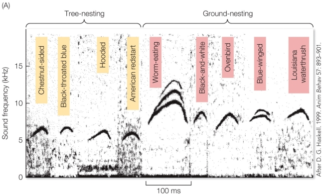 <strong>Refer to the figure. Calls at higher frequencies do not travel as far as calls at lower frequencies. This suggests that the begging frequencies of ground-nesting warblers are</strong> A) an adaptation to evade eavesdropping by predators due to their higher nest exposure. B) non-adaptive per se, but the by-product of another adaptive trait. C) an honest signal that communicates the chick's health to its parents. D) an adaptation that evolved in an ancestor of both tree and ground nesting warblers.