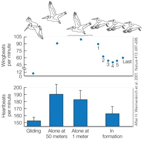 Refer to the figure. The figure shows flight energetics in great white pelicans that are gliding by themselves, flapping by themselves, or traveling in a group V-formation (indicated by the numbered individuals). What is the mean wingbeat frequency (in wingbeats per minute) of a pelican leading the V-formation?