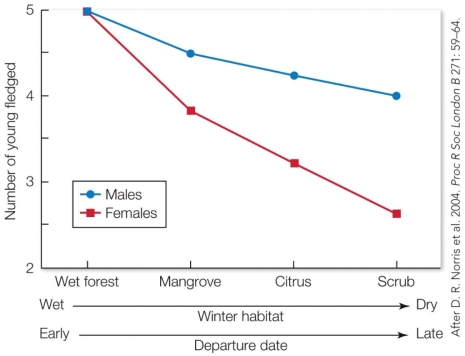 Refer to the figure. Based on resource-holding potential, redstarts with the best competitive ability should be found in the