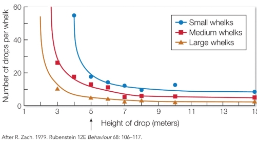 Refer to the figure. Northwestern crows fly to 5 meters high (indicated by the arrow) to drop whelks in an effort to open and eat them. Based on the figure, crows should prefer to choose