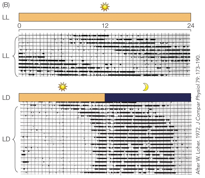 Refer to the figure. In these figures, each horizontal line represents 1 day, and each vertical line represents a half-hour on a 24-hour timescale. Dark marks indicate periods of cricket calling. The bars at the top and middle represent the lighting conditions. The top figure demonstrates that in a constant light (LL) environment, male crickets