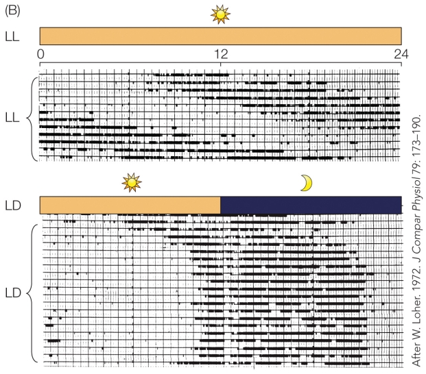 Refer to the figure The most significant feature of this record for persons studying circadian rhythms is the